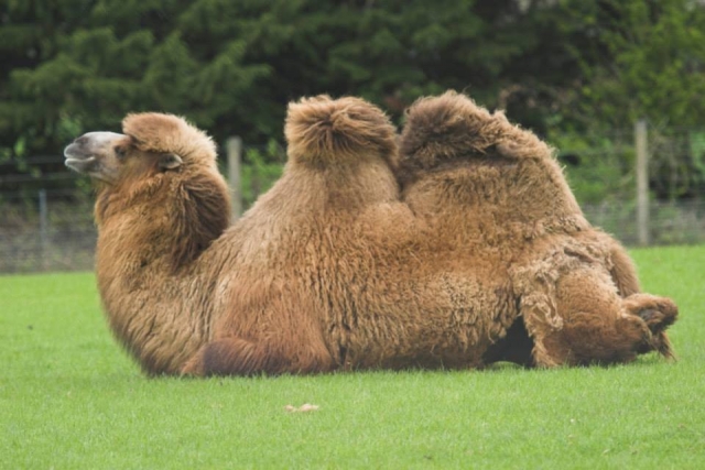 Mar Wacker the camel.jpg